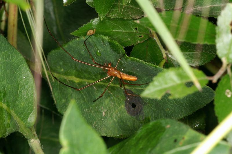 Tetragnatha_montana_D4903_Z_87_Les Gris_Frankrijk.jpg